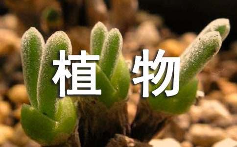 植物考察报告（精选5篇）